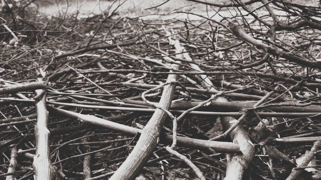 5784e2890a32f branches copie